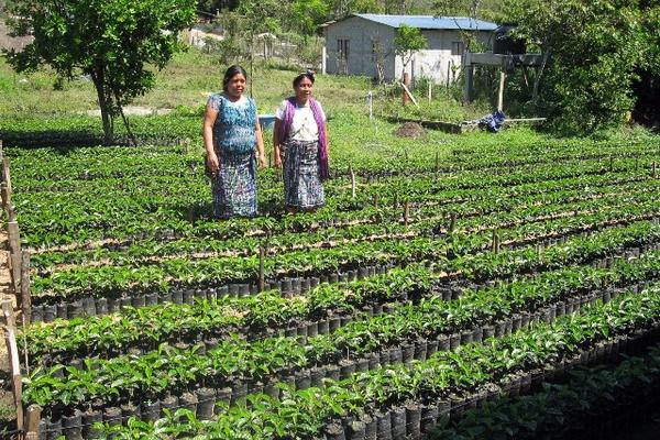 Mujeres integrantes de la Cooperativa Integral Agrícola El Porvenir  muestran almácigos de café. (Foto Prensa Libre: Mike Castillo)