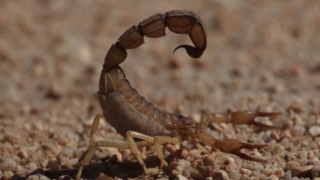 Los escorpiones tienen muy mala fama, y con razón. ¿Pero realmente tienen la peor picadura? THINKSTOCK