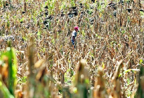 Cosecha de maíz en aldea San Pedro Ayampuc, Chinautla, con evidente pérdida para los agricultores. (Foto Prensa Libre: Erlie Castillo)