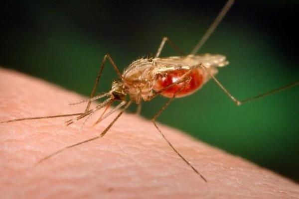 Los mosquitos infectados con malaria serían liberados en los campos de batalla. (Foto Prensa Libre: Archivo)