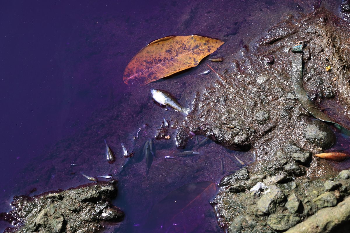 Los afectados dijeron que varios peces han muerto por los químicos vertidos en el afluente. (Foto Prensa Libre: Enrique Paredes)