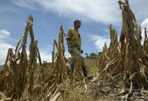 La falta de recursos ha impactado en la reducción de avances en los principales programas de apoyo a la agricultura. (Foto Prensa Libre: Hemeroteca PL)