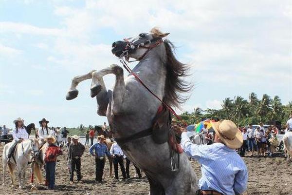 Un jinete muestra las habilidades de su caballo en el desfile hípico realizado en Iztapa. (Foto Prensa Libre: Enrique Paredes)