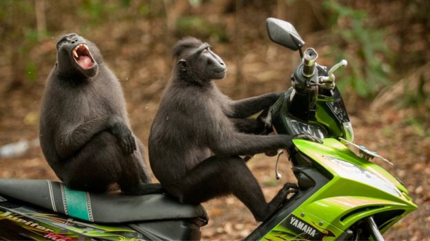 Estos dos monos parecen listos para dar un paseo en moto. Fueron sorprendidos por la cámara de la fotógrafa en el norte de Sulawesi, en Indonesia., Foto: Katy Laveck-Foster.