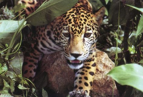 El jaguar es una especie que se encuentra en peligro de extinción. (Foto Prensa Libre: Archivo)