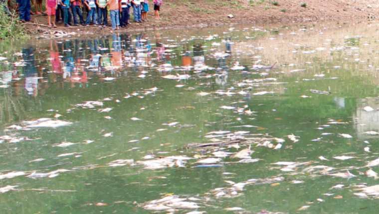 Miles de peces murieron días después de que comenzó la contaminación del río La Pasión.