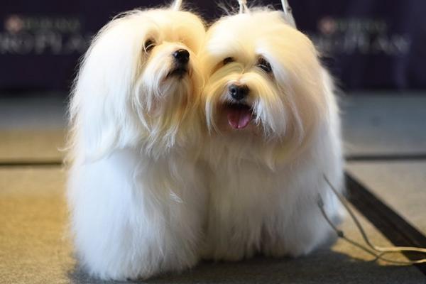 Las mascotas también deben adaptarse a la relación. (Foto Prensa Libre: AFP)
