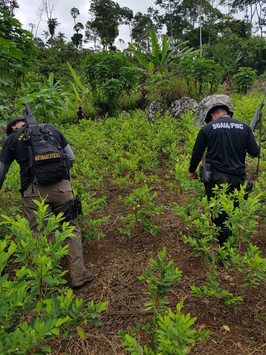 Alrededor de 75 mil arbustos de hoja de coca fueron localizados por agentes de la PNC en Cobán, Alta Verapaz. (Foto Prensa Libre: PNC)