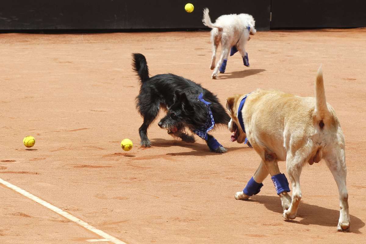 Los perros disfrutaron en la cancha mientras realizaban su labor de recoger pelotas. (Foto Prensa Libre: EFE)