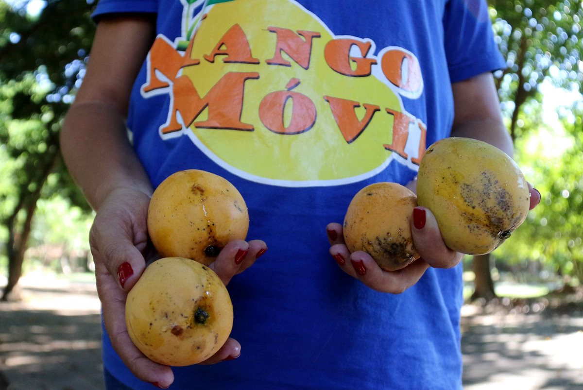 La novedad de este año, es que buena parte de los mangos recogidos por el servicio municipal se destinarán a la elaboración de cerveza. (Foto Prensa Libre: EFE)
