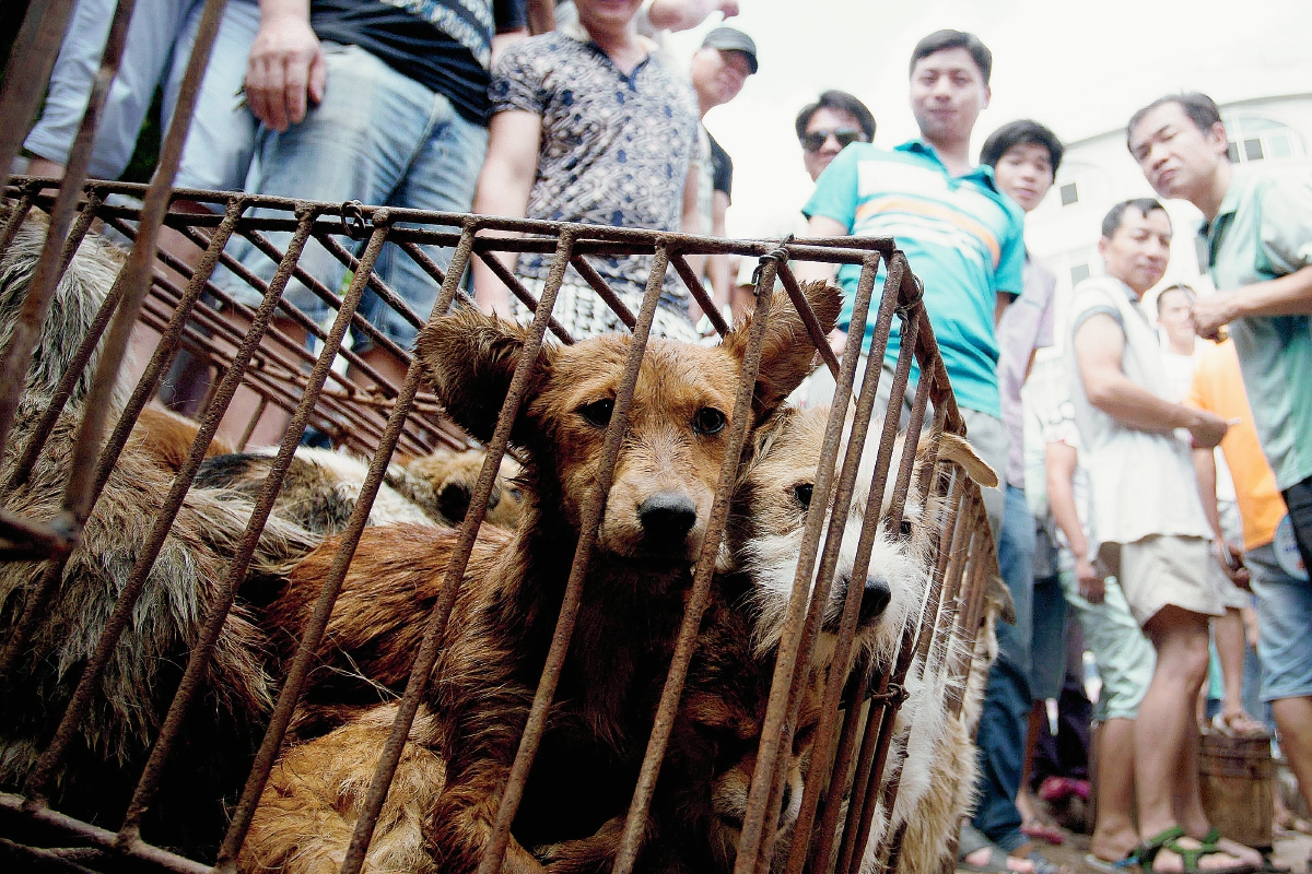 Varios perros son ofrecidos en las calles de Yulin, China. Los canes son comprados para comersu carne en una tradición durante el solsticio de verano y días posteriores. (Foto Prensa Libre: AP).
