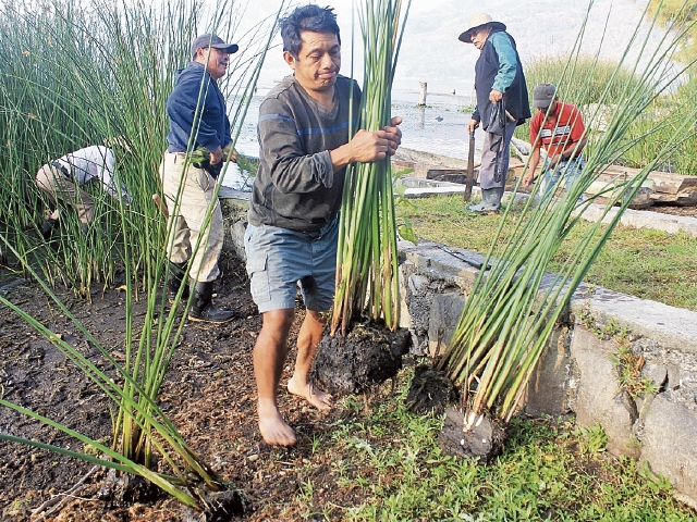El proyecto de repoblación de tul comenzó ayer en Santiago Atitlán y San Marcos La Laguna, Sololá. (Foto Prensa Libre: Ángel Julajuj)