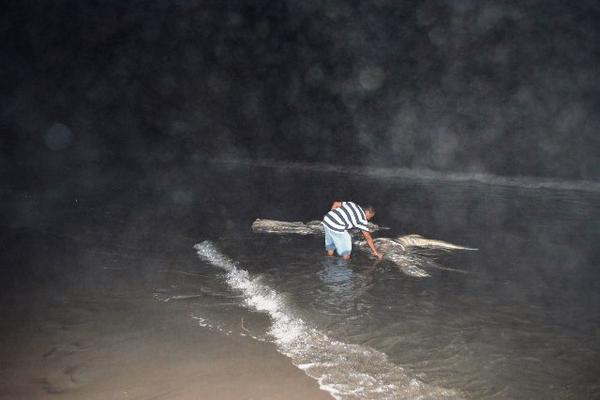 Restos de una ballena de  unos nueve metros de largo fueron  hallados en El Chapetón. (Foto Prensa Libre: Oswaldo Cardona)