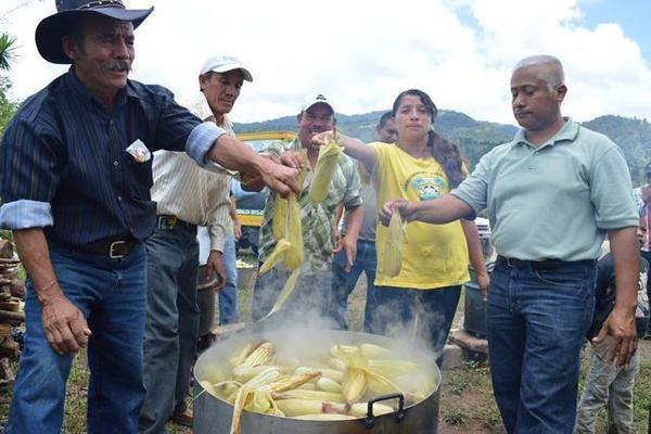 Un grupo de vecinos de San Rafael Las Flores muestra unos elotes cocidos durante el primer festival del elote. (Foto Prensa Libre: Oswaldo Cardona). <br _mce_bogus="1"/>