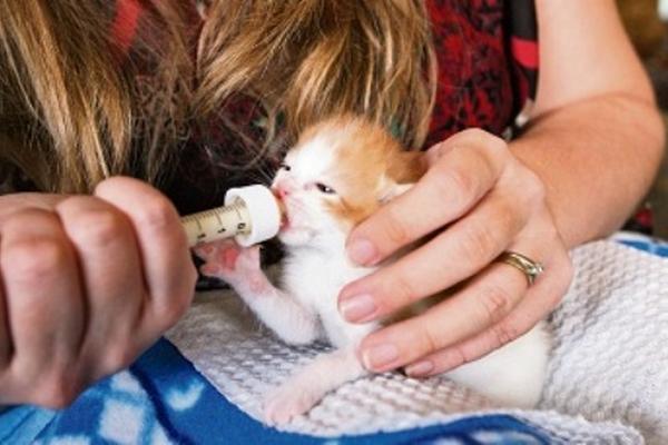 La mamá nodriza tiene que alimentar al gato colocándolo  en la posición  como se ve en la foto. Este no debe estar boca arriba porque la leche se  le puede ir a sus pulmones.