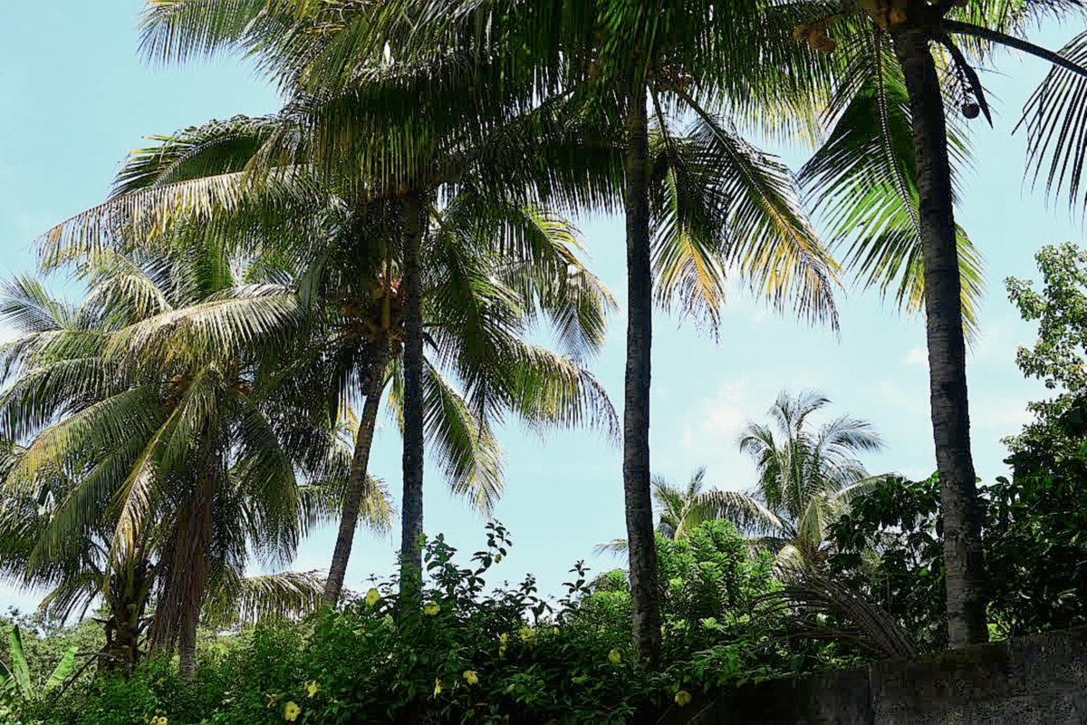 Vecinos afirman que árbol de coco está encantado
