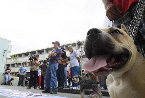 17 razas de perros son considerados peligrosos.