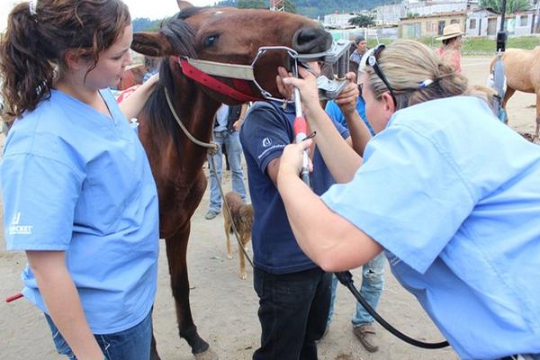 Una veterinaria hace una corrección dental a un caballo, durante la jornada de salud equina en San Andrés Itzapa. (Foto Prensa Libre: José Rosales)<br _mce_bogus="1"/>