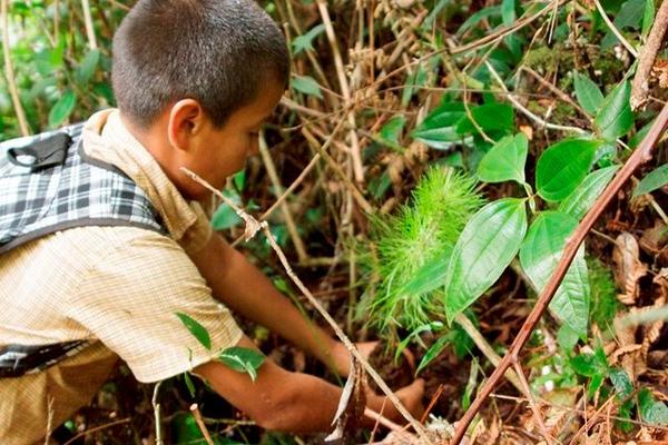 Estudiante siembra un árbol en el Biotopo del Quetzal, en Salamá, Baja Verapaz. (Foto Prensa Libre: Carlos Grave) <br _mce_bogus="1"/>