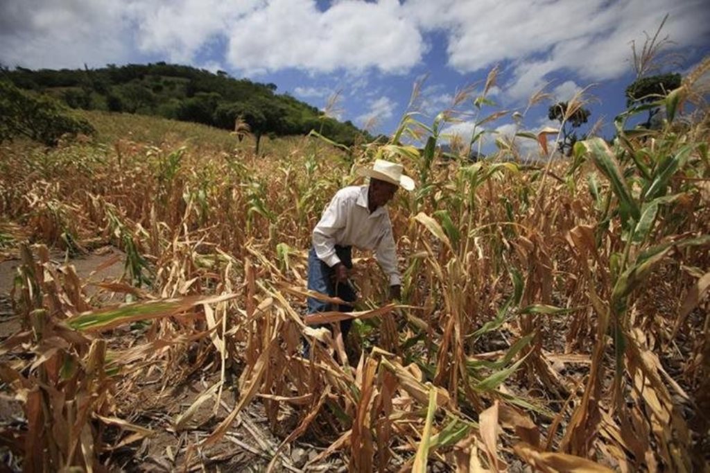 Muchas personas del corredor han perdido sus cosechas a causa de la sequía prolongada. (Foto Prensa Libre: Hemeroteca PL).
