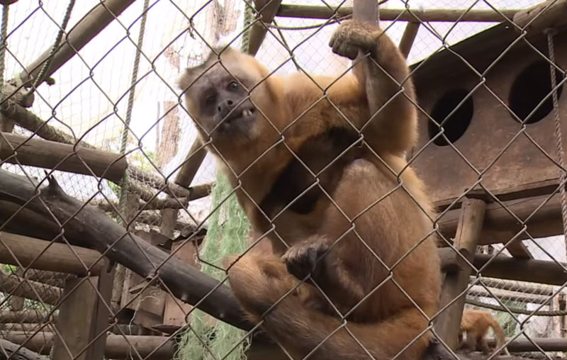 Nicolás, el mono capuchino rehabilitado. (Foto Prensa Libre: YouTube)