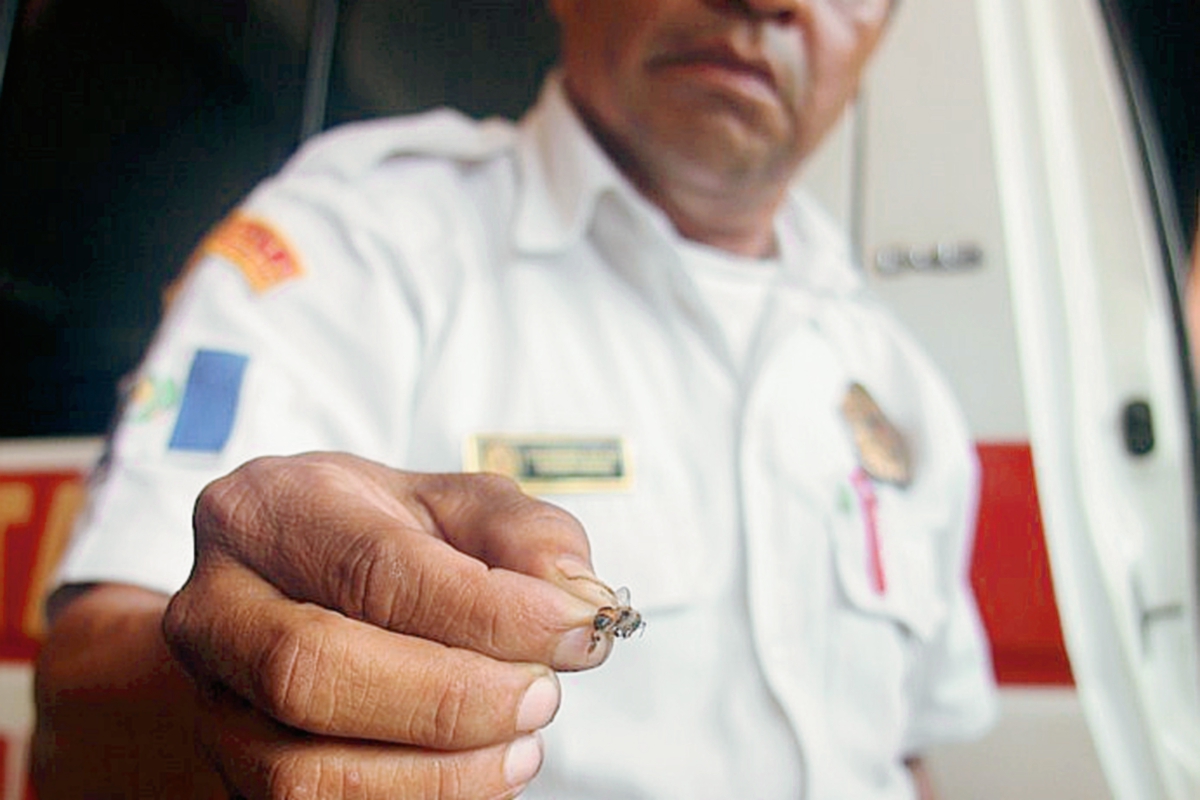 Un socorrista  muestra una de   las abejas que atacó a vecinos de Escuintla. (Foto Prensa Libre: Melvin Sandoval)