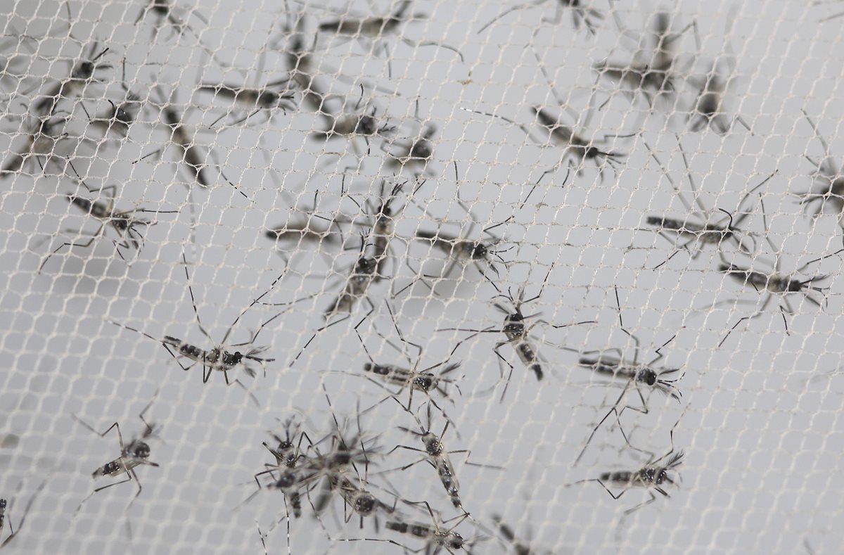El Ministerio de Salud reporta que siete mujeres embarazadas se contagiaron del Zika. (Foto Prensa Libre: Hemeroteca PL)