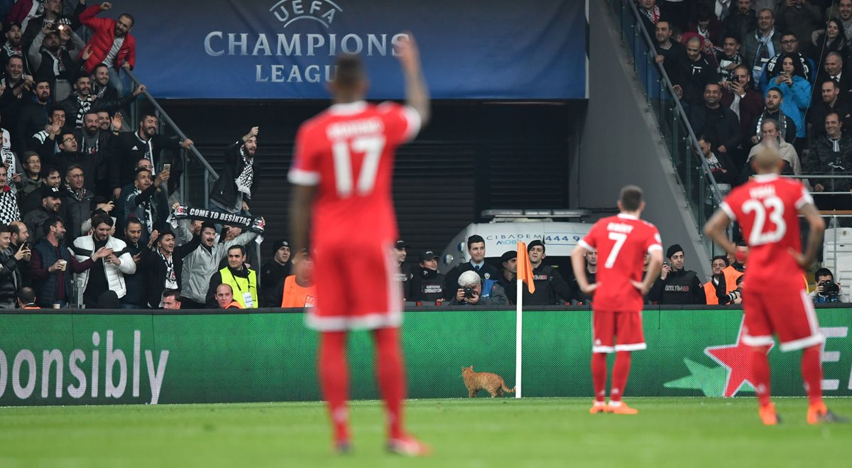Jugadores del Bayern Múnich observan el gato que se metió a la cancha. (Foto Prensa Libre: AFP)