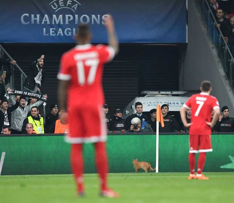 Jugadores del Bayern Múnich observan el gato que se metió a la cancha. (Foto Prensa Libre: AFP)