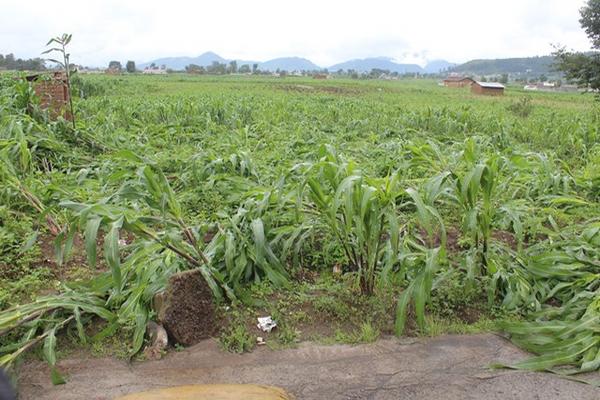 Viento y lluvia causaron daños en cultivos de maíz y horatalizas en San Andrés Xecul, Totonicapán. (Foto Prensa Libre: Édgar Domínguez)<br _mce_bogus="1"/>