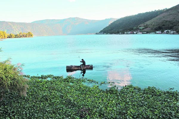 Se han encontrado residuos tóxicos  en las ninfas que crecen en el Lago de Amatitlán. (Foto Prensa Libre: Álvaro Interiano)