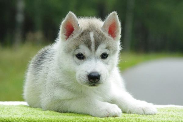Los primeros meses de vida son sumamente determinantes para el desarrollo del perro.<br _mce_bogus="1"/>