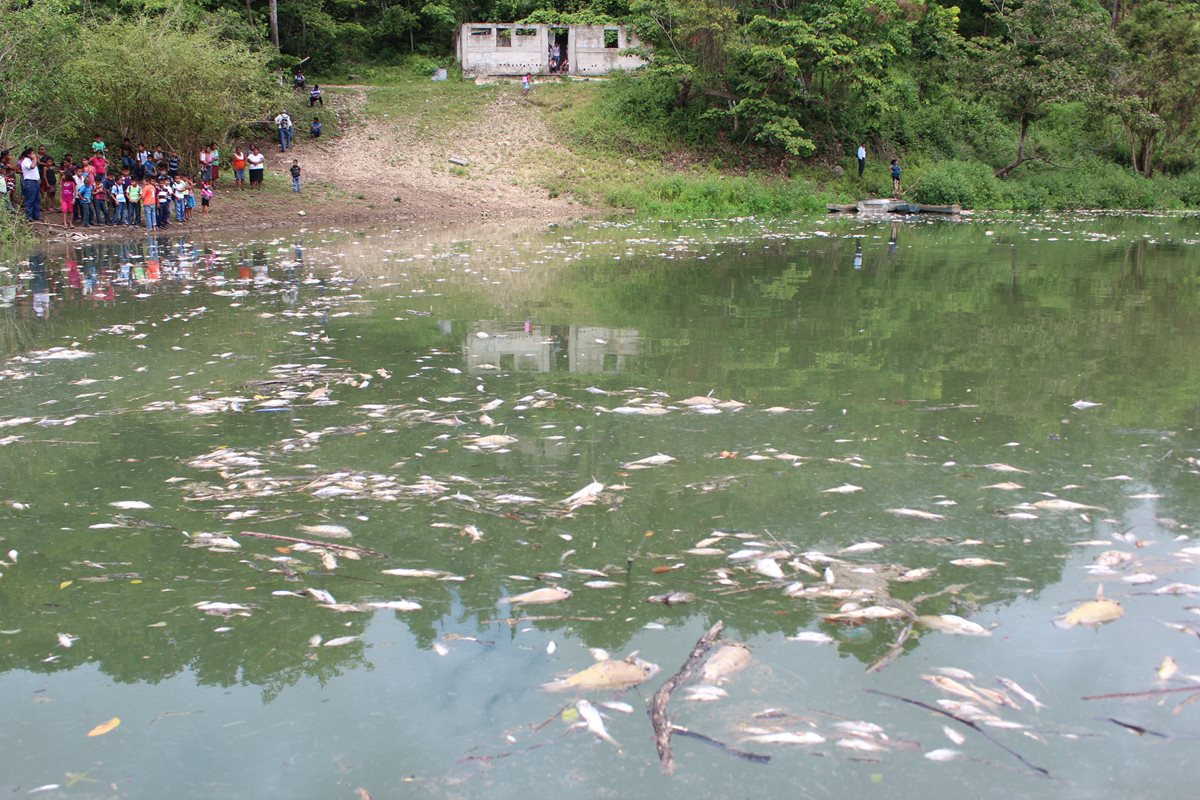 Miles de peces murieron debido a la contaminación en el río La Pasión  (Foto Prensa Libre: Hemeroteca). 