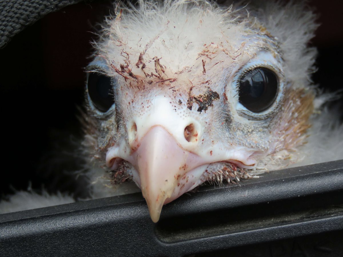 Joven halcón peregrino que sobrevivió y ahora fue reinsertado a su hábitat natural en la Patagonia. (Foto Prensa Libre: AFP).