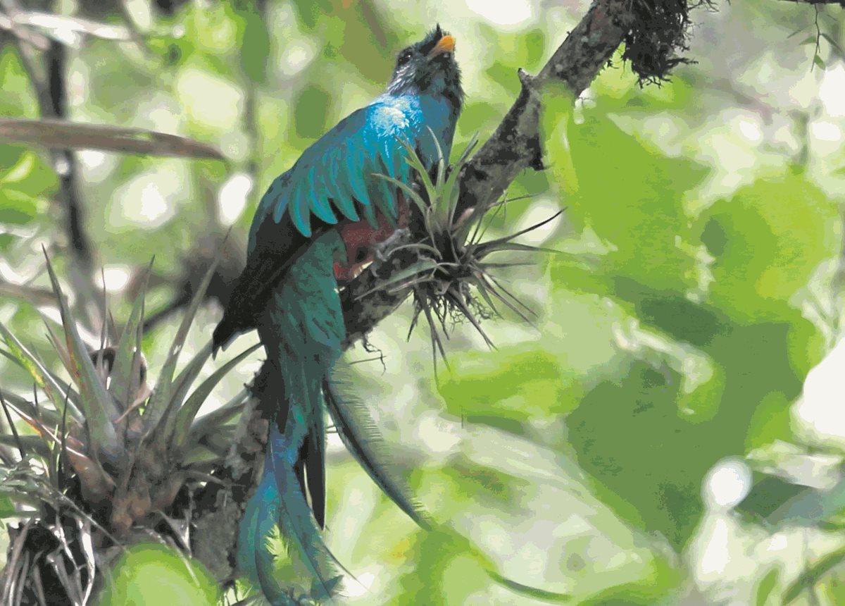 El hábitat del quetzal está amenazado. (Foto Prensa Libre: Hemeroteca PL)