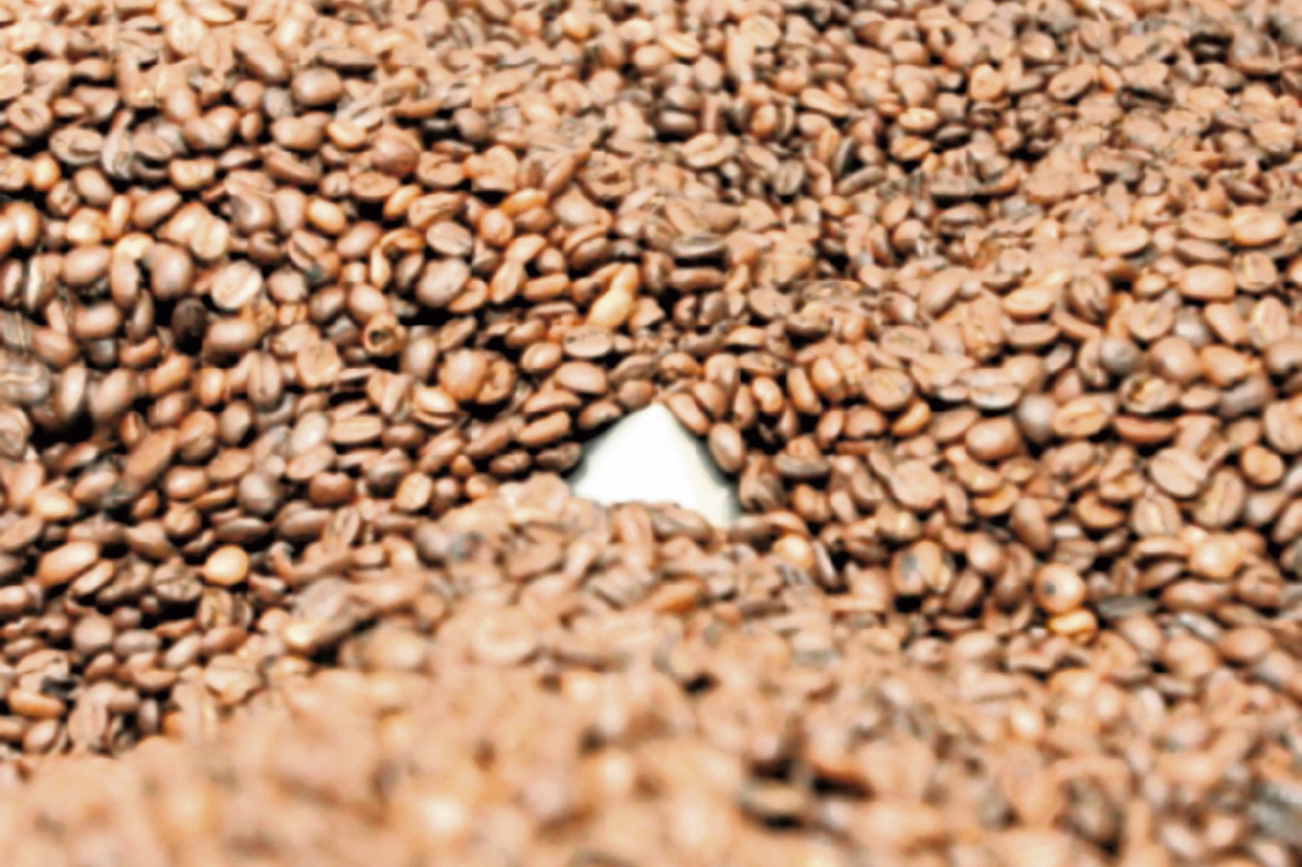 El café guatemalteco es demandado por el mercado noruego. Guatemala, por su parte, aprovecha la producción de abono noruego. (Foto Prensa Libre: Alvaro Interiano)