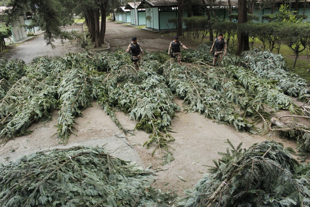 Agentes de la División de Protección a la Naturaleza (Diprona) verifican una incautación. (Foto Prensa Libre: Hemeroteca PL)