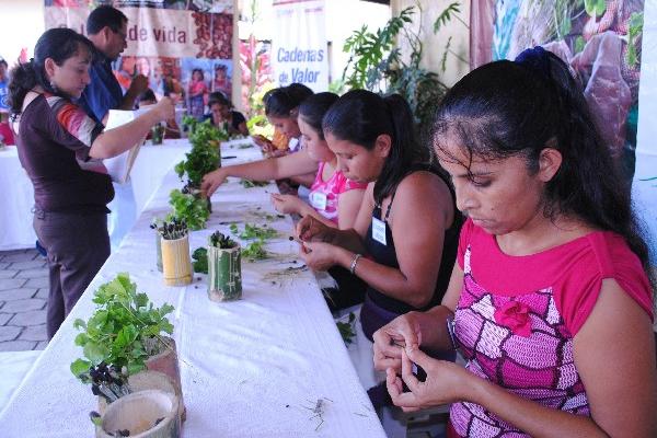 Uno de los grupos de mujeres de San Marcos y Quetzaltenango injerta  plantas de café,  en la tercera edición de  certamen.