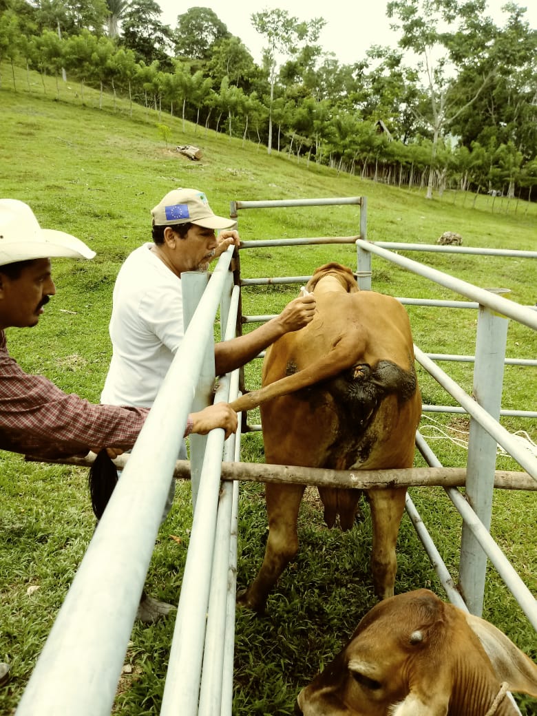 En Izabal se investigan 28 casos sospechosos de rabia bovina, por lo que el consumo de carne de res ha disminuido. (Foto Prensa Libre: Dony Stewart)