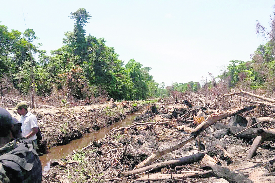En el área protegida de Punta de Manabique, Izabal, se han talado extensas zonas de bosque debido a la poca vigilancia que puede ejercer el Ministerio de Ambiente, que no cuenta con suficientes guardarrecursos. (Foto Prensa Libre: Hemeroteca PL)