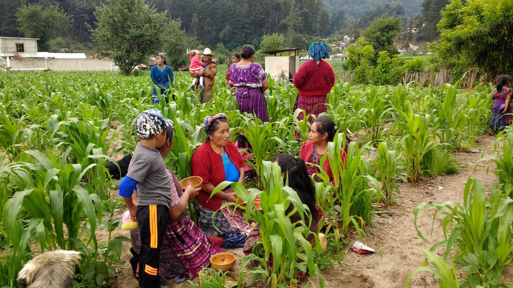 Asistentes al sepelio comen entre plantas de maíz en la aldea Los Mendoza, San Juan Ostuncalco, Quetzaltenango.