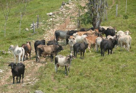 Según el MAGA, la chinche salivosa ataca los pastos, lo que provoca que el ganado no pueda alimentarse adecuadamente. (Foto Prensa Libre: Hemeroteca PL)