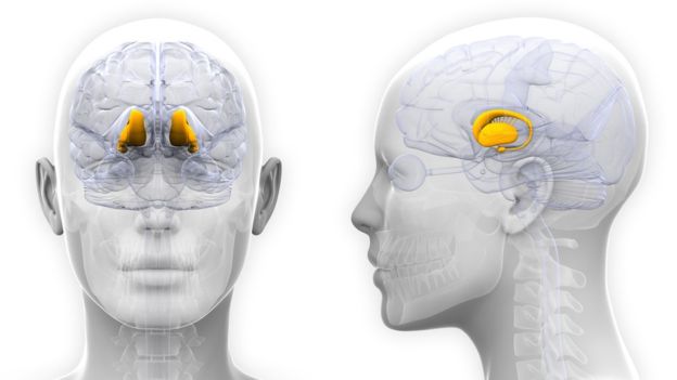 La kisspeptina se encuentra en en hipotálamo, una glándula situada en el centro del cerebro y que forma parte del sistema límbico, fundamental para regular nuestros estados de ánimo. (GETTY IMAGES)