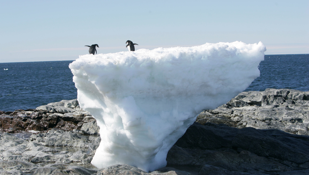 La vida vegetal de la Antártida crece debido al cambio climático. (Foto Prensa Libre: EFE.)