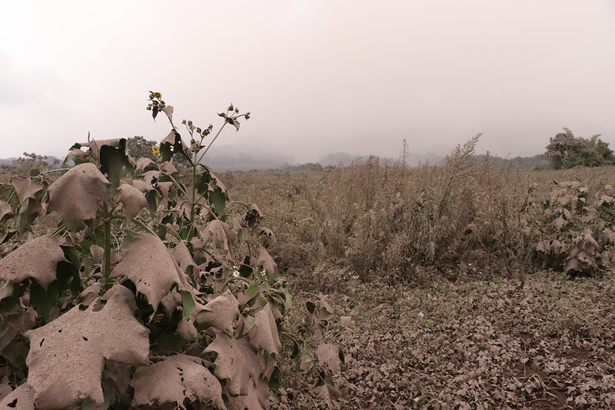 Áreas de cultivo fueron cubiertas por la ceniza que cayó el viernes último en Panimaché 1 y 2, San Pedro Yepocapa, Chimaltenango. (Foto Prensa Libre: Víctor Chamalé)