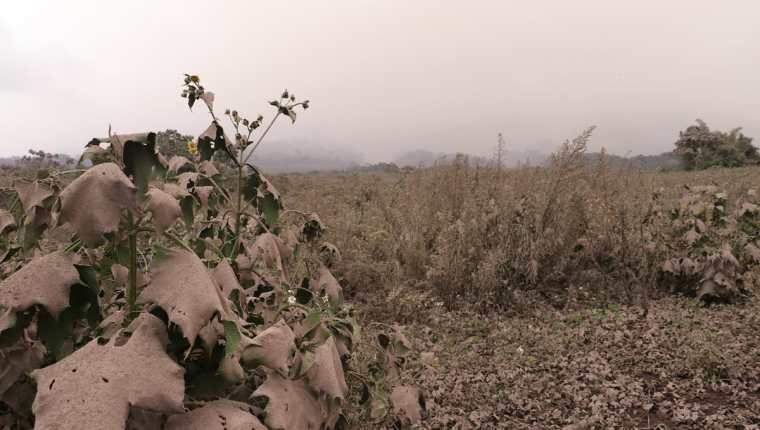 Áreas de cultivo fueron cubiertas por la ceniza que cayó el viernes último en Panimaché 1 y 2, San Pedro Yepocapa, Chimaltenango. (Foto Prensa Libre: Víctor Chamalé)