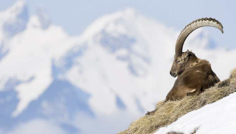 La senderista se apartó para observar cabras, en los Alpes fanceses. (Foto Prensa Libre: EFE)