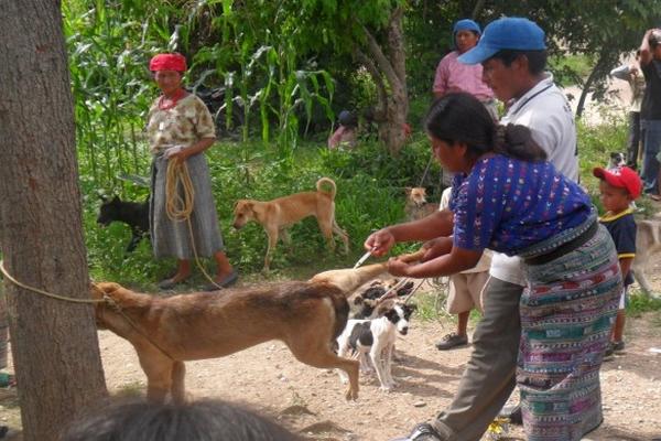 Jornada de vacunación canina que se realiza en varios municipios, por el brote de rabia.