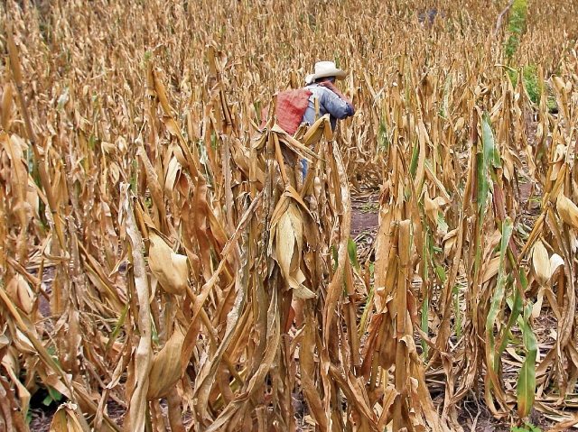 La zona semiárida, más conocida como Corredor Seco, sufrió en los años anteriores la peor sequía en 30 años lo cual desató una crisis humanitaria en la región.