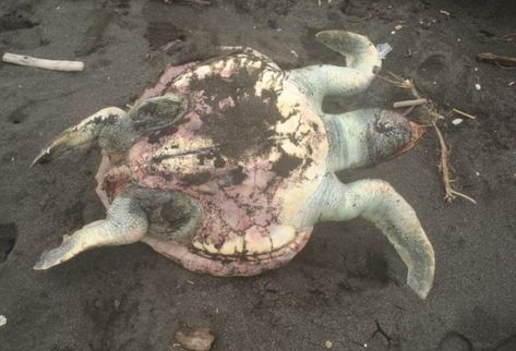 Decenas de tortugas marinas mueren antes de llegar a las playas guatemaltecas para anidar.  (Foto Prensa Libre: Cortesía Conap)